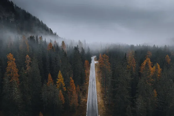 Sonbaharda Sisli Kozalaklı Bir Ormanın Drone Görüntüsü — Stok fotoğraf