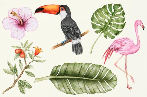 Ilustração Frutos Tropicais Desenhados Mão — Fotografia de Stock