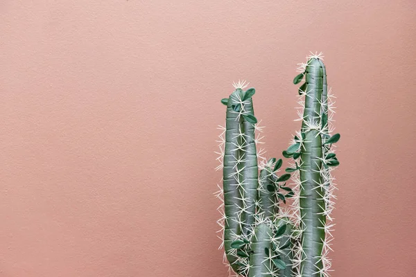 Cactus Sur Fond Rose Pastel — Photo