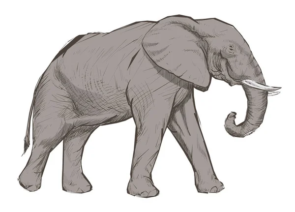 Illusztráció Rajz Stílus Elefánt — Stock Fotó