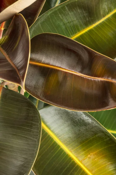 Closeup of fresh Indian rubber plant leaves
