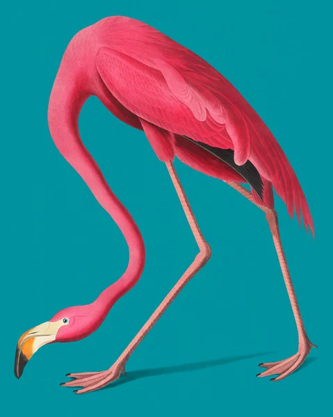 Ročník Ilustrace Růžové Flamingo — Stock fotografie