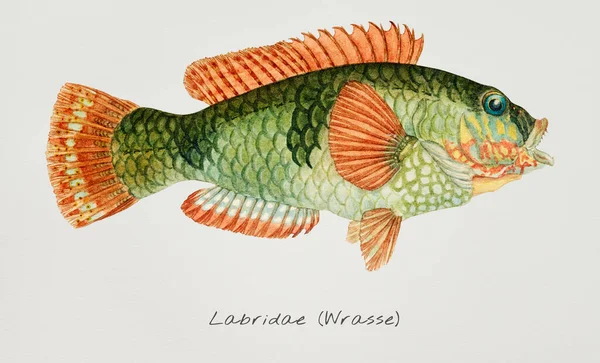 Antike Zeichnung Aquarell Gemeinsame Labridae Fische Meereslebewesen — Stockfoto