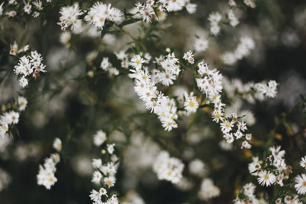 Closeup White Cutter Flower — Foto de Stock