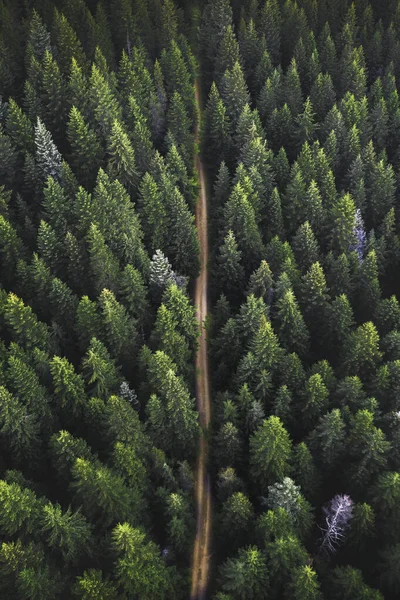 Vista Drone Uma Floresta Verde Uma Estrada Terra Passando — Fotografia de Stock