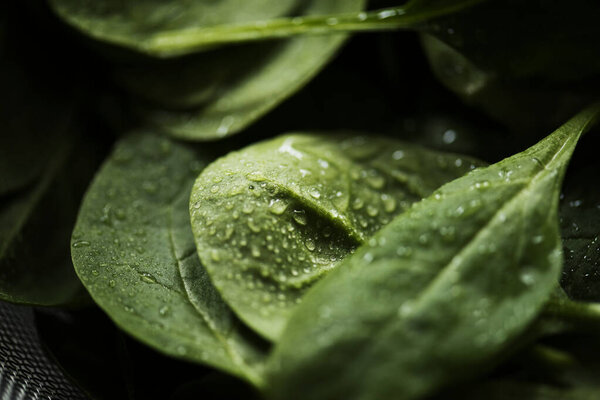 Макрошот из свежих листьев шпината