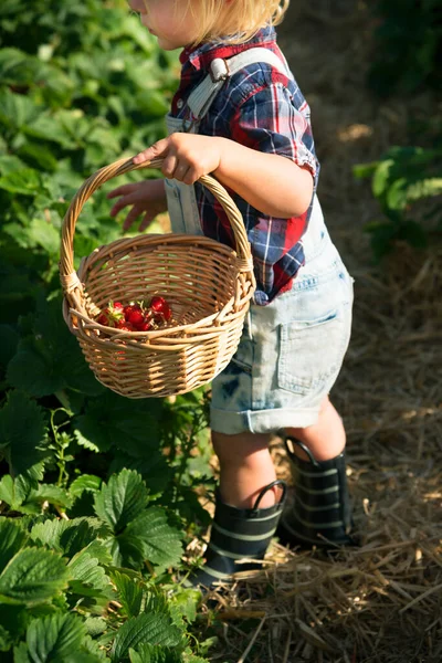 Little Boy Picking Strawberry Farm — Stock Photo, Image