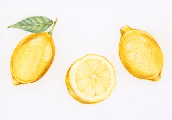 Illustration Citrons Frais Dessinés Main — Photo