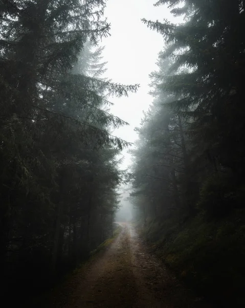 Camino Través Bosques Brumosos Hacia Los Dolomitas — Foto de Stock