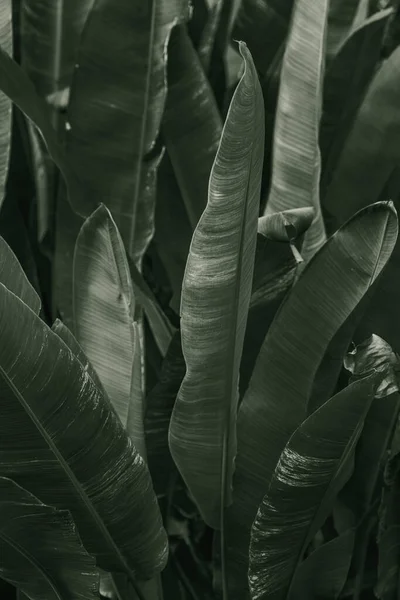 Close Green Cigar Flower Leaves — Stock Photo, Image