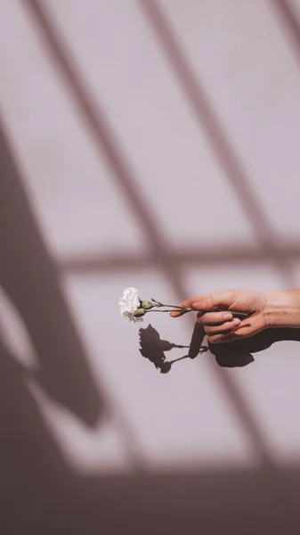 Mulher Segurando Cravo Branco Contra Uma Parede Rosa — Fotografia de Stock