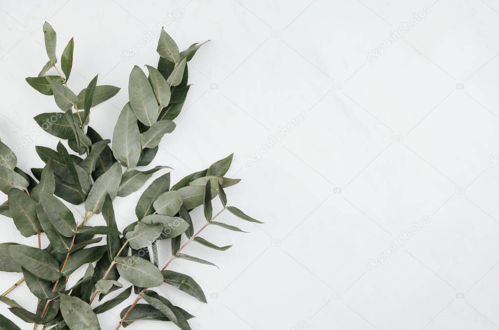 Eucalyptus on a white marble background