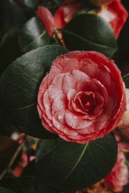 Vahşi doğada çiçek açan Japon kamelyası
