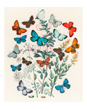 Illustrations from the book European Butterflies and Moths by William Forsell Kirby (1882), a kaleidoscope of fluttering butterflies and caterpillars. Digitally enhanced from our own original plate. clipart