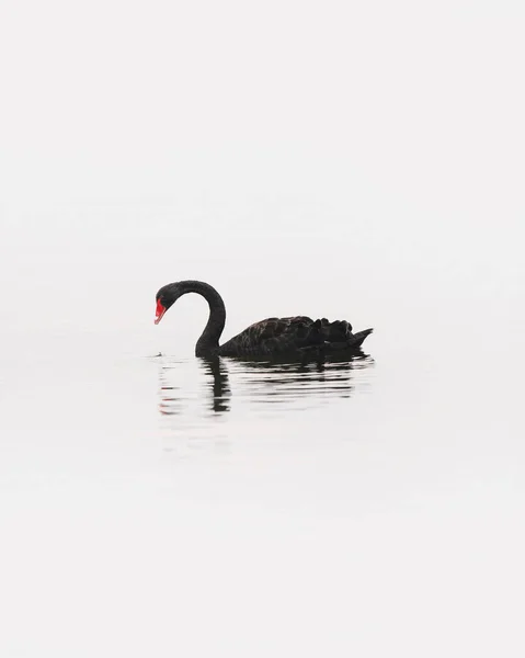 Tekapo Gölü Yeni Zelanda Siyah Bir Kuğunun Yakın Çekimi — Stok fotoğraf