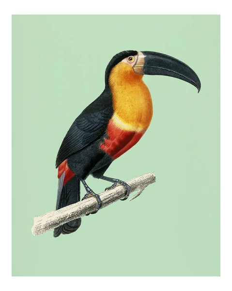 Vintage Toucan Ramphastos Ilustração Parede Arte Impressão Cartaz — Fotografia de Stock