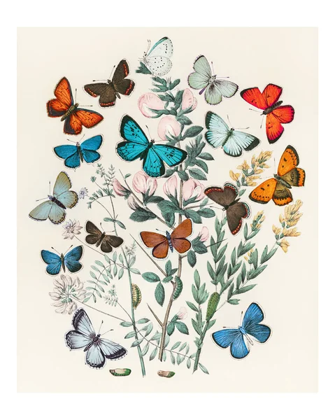 Ilustrace Knihy European Butterflies Moths Williama Forsella Kirbyho 1882 Kaleidoskopu — Stock fotografie