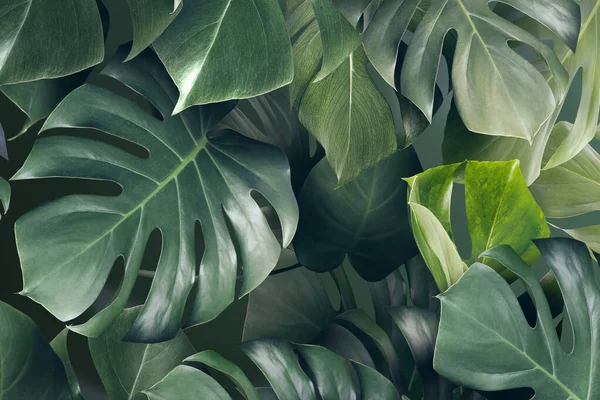 Grüne Monstera Hinterlässt Hintergrunddesign Ressource — Stockfoto