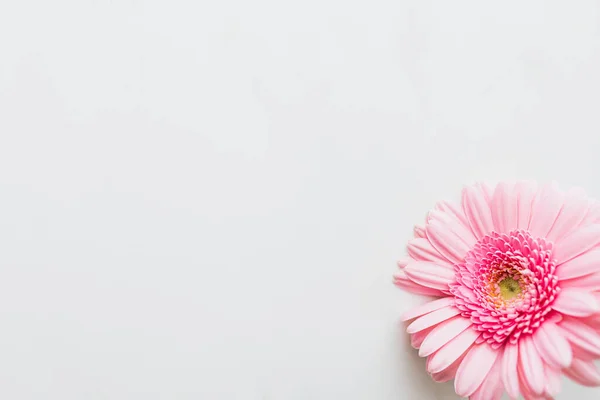 Egyetlen Fény Rózsaszín Gerbera Százszorszép Virág Szürke Háttér — Stock Fotó