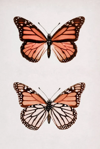 모나크 Monarch Butterfly Danais Archippus Sherman Denton 1856 1937 미국의 — 스톡 사진