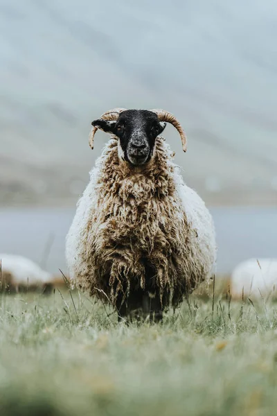 Scottish Blackface Sheep Talisker Bay Isle Skye Scotland — Stock Photo, Image