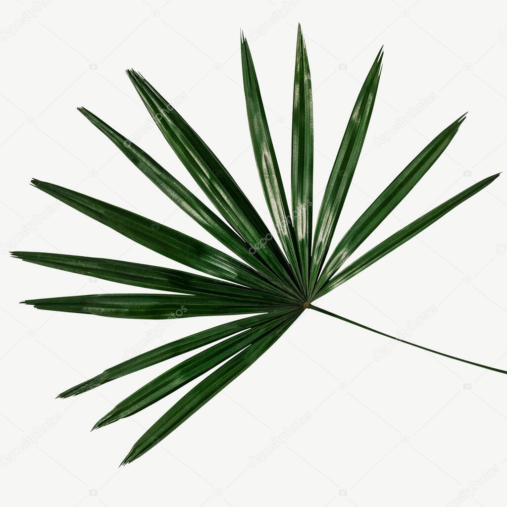 Fresh green palm leaf background