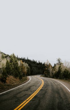 Sisli bir ormana giden yol