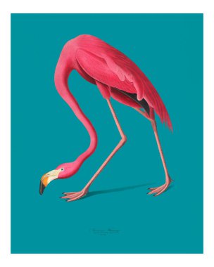 Klasik Pembe Flamingo resim duvar baskısı ve poster.