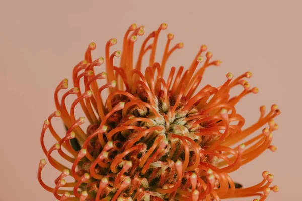 Orange Pincushion Protea Flower — Stock Photo, Image