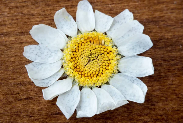 Μαργαρίτα Λουλούδι Ξύλινη Επιφάνεια — Φωτογραφία Αρχείου