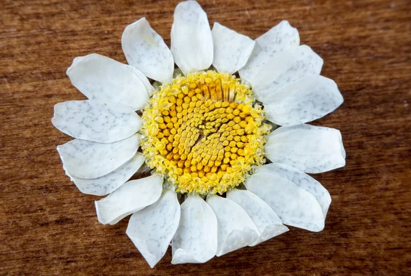 Fiore Margherita Una Superficie Legno — Foto Stock