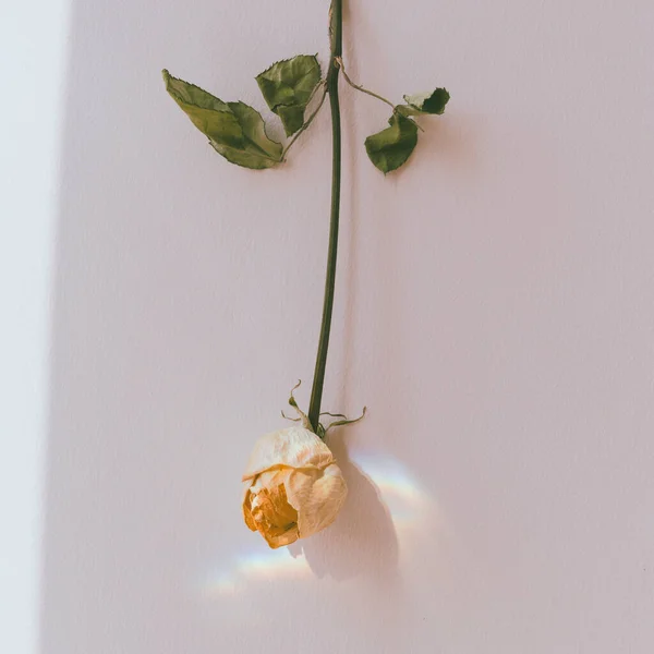 Upside White Rose Wall — Stock Photo, Image