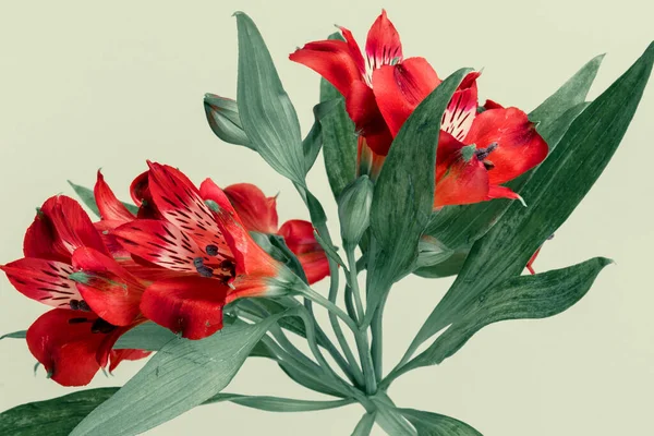 Φρέσκο Κόκκινο Λουλούδι Alstroemeria Πράσινο Φόντο — Φωτογραφία Αρχείου