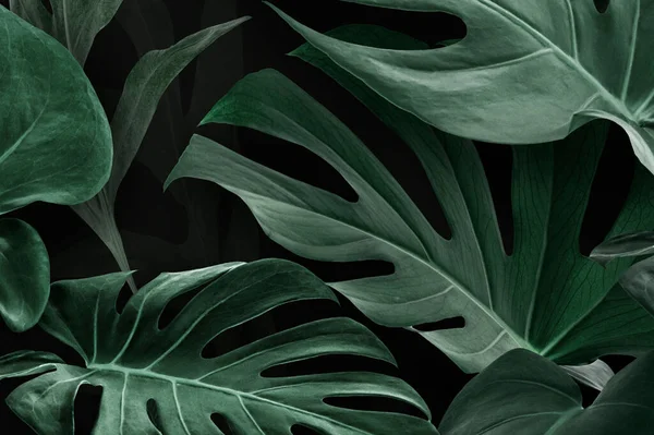 Verde Natural Fresco Monstera Deliciosa Folhas — Fotografia de Stock