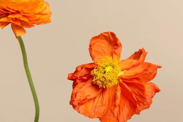 Close up of red poppy flower on beige background