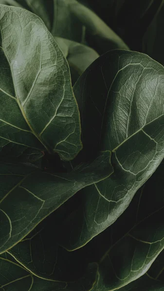 Nahaufnahme Einer Geigen Blatt Feigenpflanze Mobile Tapete — Stockfoto