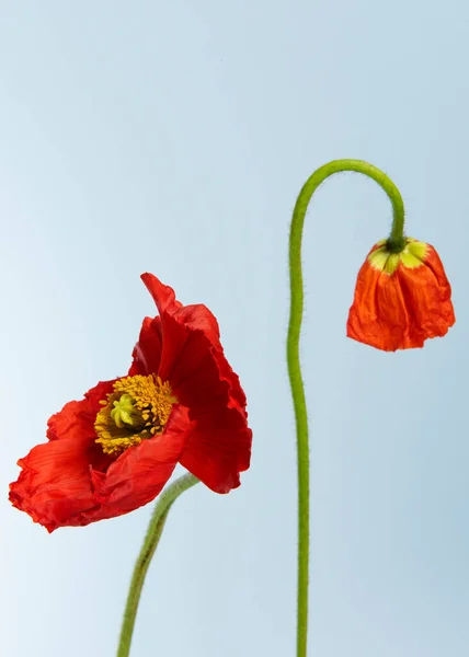 Nahaufnahme Von Roten Mohnblumen — Stockfoto