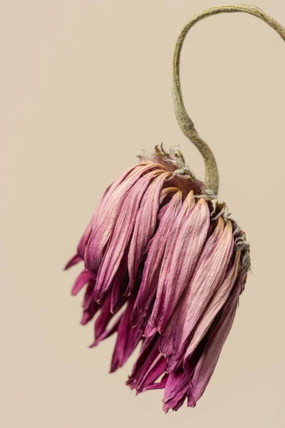 Сушеный Розовый Цветок Герберы Коричневом Фоне — стоковое фото