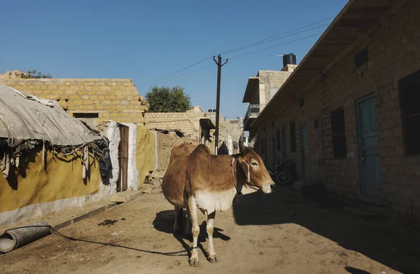 Святая Корова Улице Индии — стоковое фото