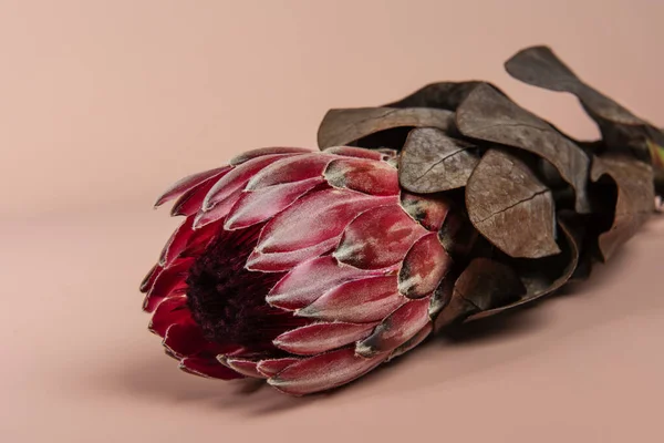 Flor Protea Rosa Florescente — Fotografia de Stock