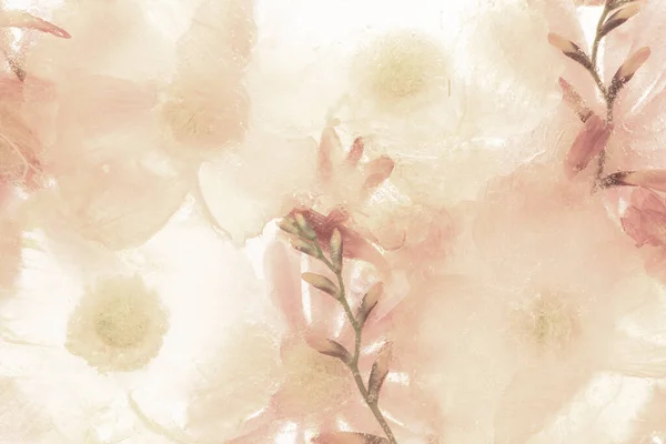 Beige Anemone Flower Background — Stock Photo, Image