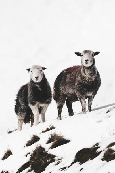 Herdwick Sheep Snowy Lake District Scotland — Stock Photo, Image