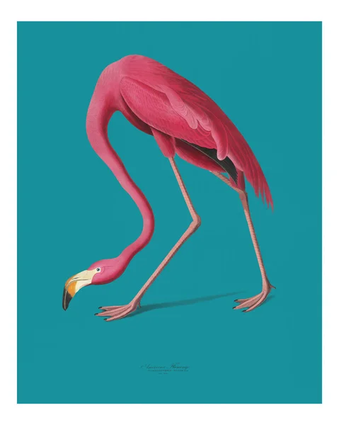 Винтажный Розовый Фламинго Иллюстрации Настенной Печати Плакат — стоковое фото