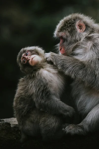 Gros Plan Des Singes Montagne Chinois — Photo