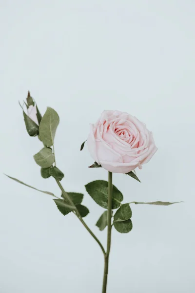 Rosa Claro Flor Sobre Fondo Blanco — Foto de Stock