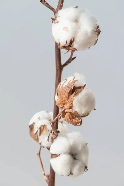 Katoen Bloem Tak Een Blauwe Achtergrond — Stockfoto