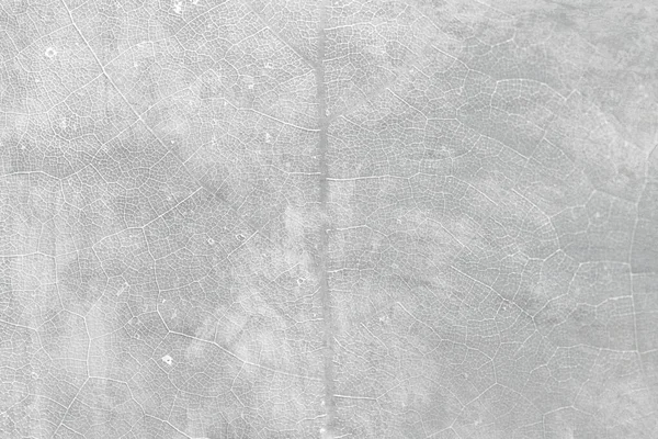 Сіра Зірка Листя Агрусу Текстурований Макро Фон — стокове фото