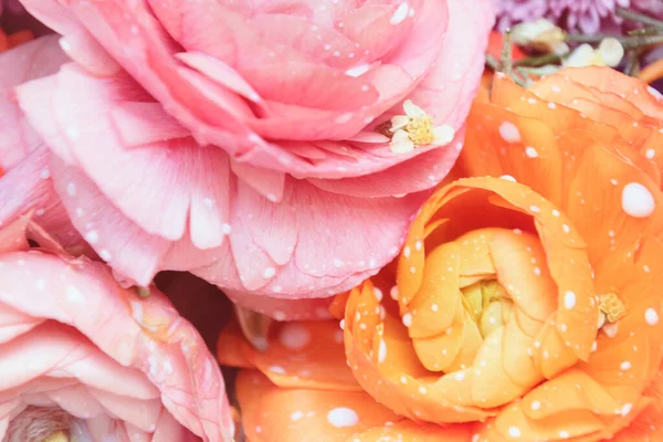 Flores Frescas Coloridas Buttercup Com Gotas Leite — Fotografia de Stock