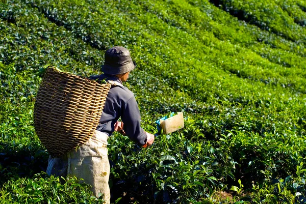 Tea Szedő Betakarító Tealevél — Stock Fotó