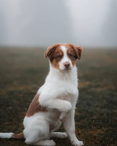 Hond Een Mistig Veld — Stockfoto